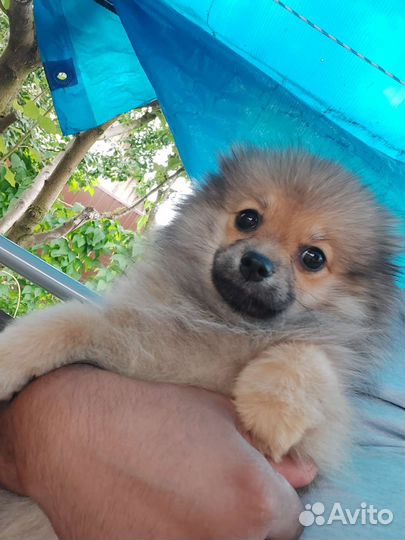 Померанский шпиц мини щенок