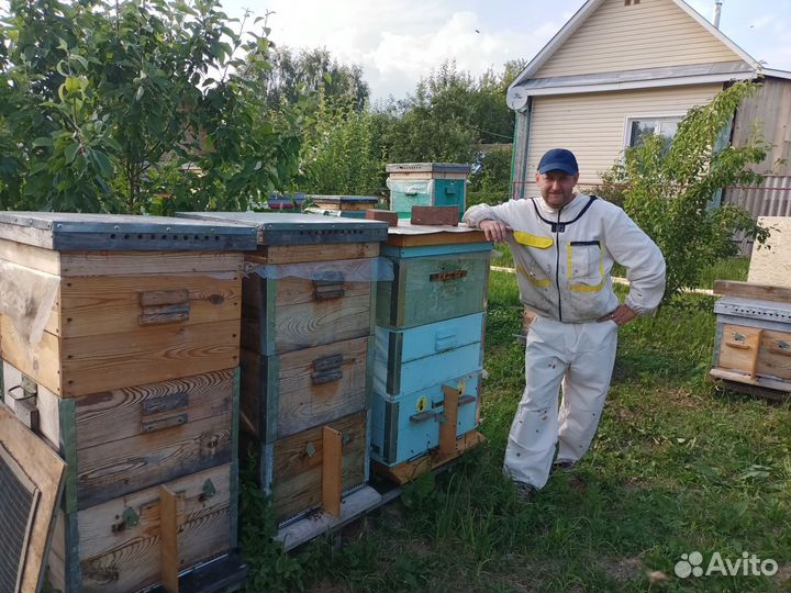 Продам пчелосемьи