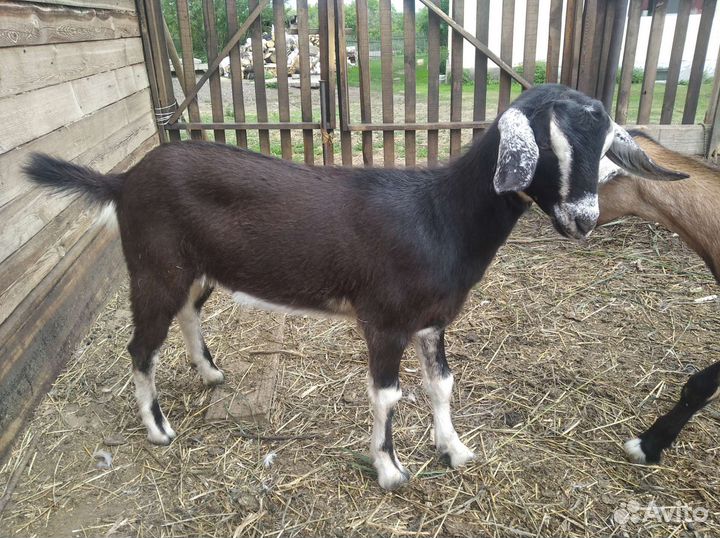 Козлик, козочки