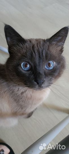 Котик ищет семью