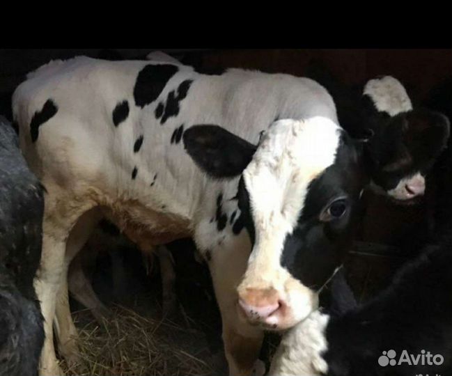 Бычки и телята