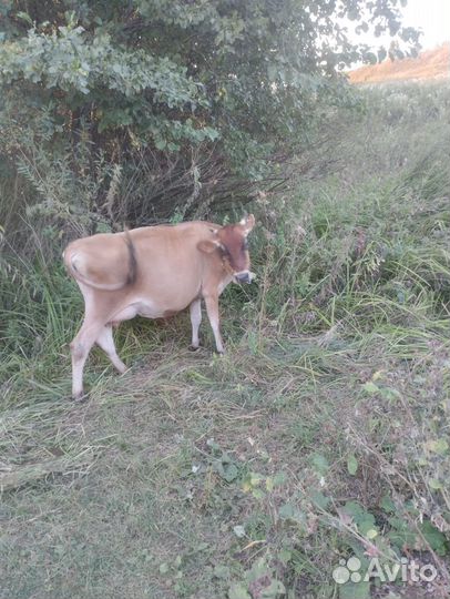 Джерсейская корова