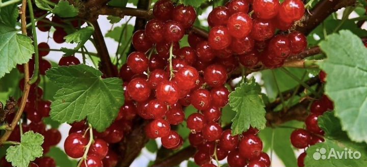 Красная смородина
