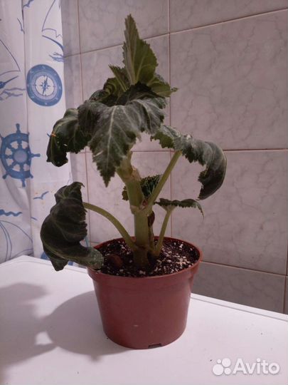 Бегония клубневая