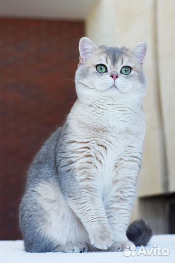 Британский голубой золотой котик