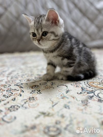 Шотландские котята