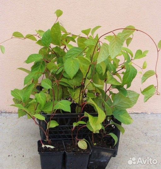 Лимонник Китайский саженцы