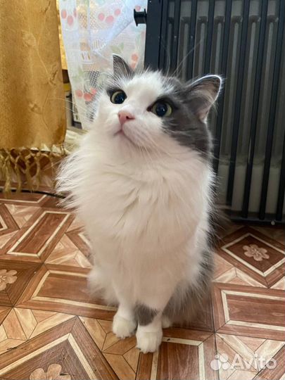 Кошка в дар