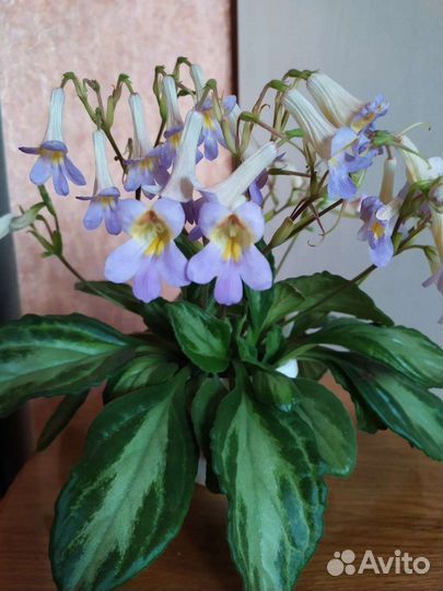 Хирита(примулина) 