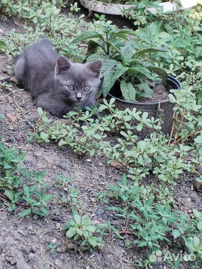 Котятки в добрые руки
