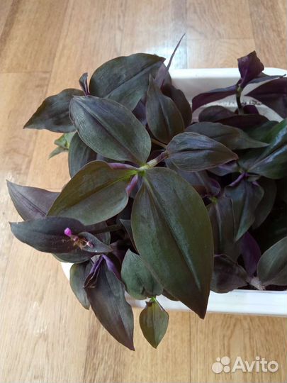 Комнатные растения, Традесканция, Фикус