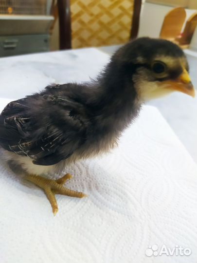 Амераукана