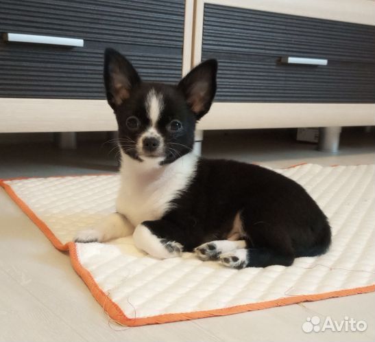 Девочка для брид/шоу