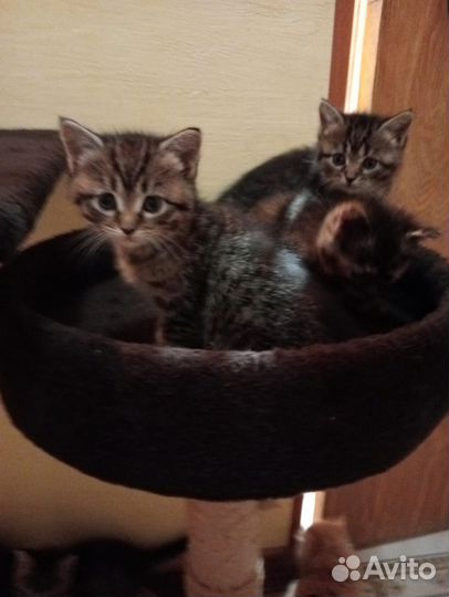 Котята мейн-кун