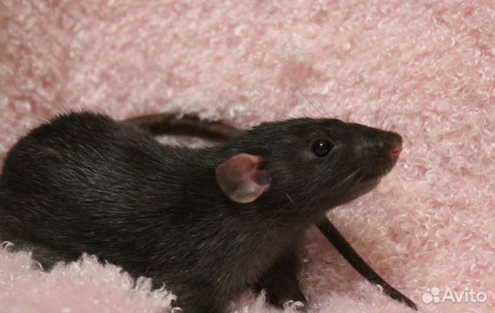 Крыса дамбо