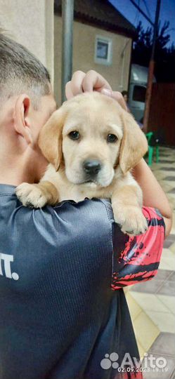 Щенки лабрадора палевые