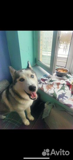 Щенки сибирской хаски девочка