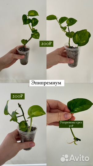 Сциндапсус эпипремнум