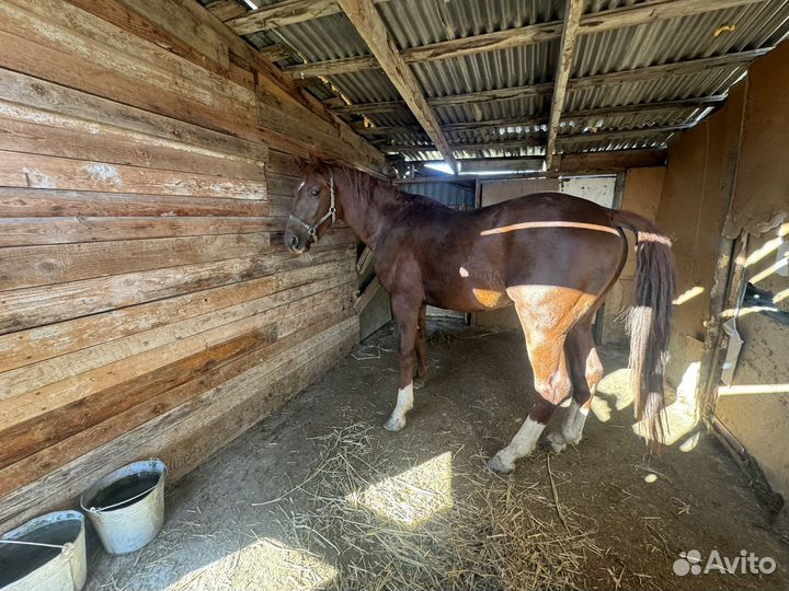 Лошадь жеребец