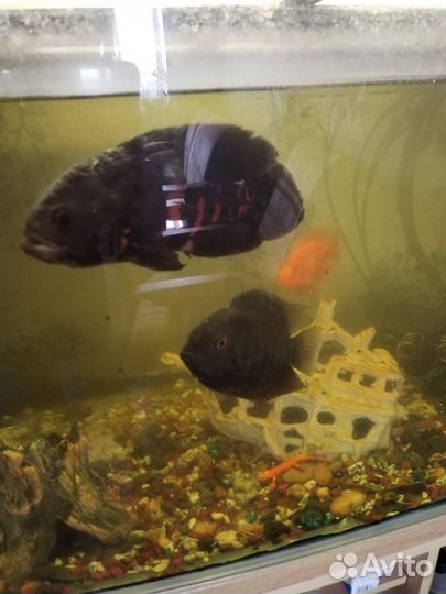 Аквариум с тумбой и рыбками