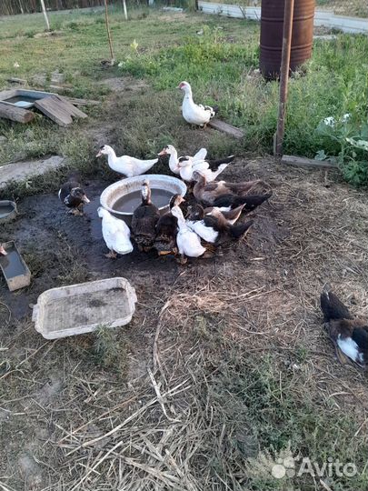 Продам утят апрельских шыпун