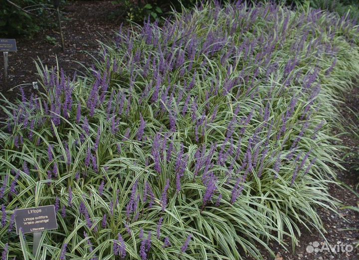 Лириопе muscаri Variegatа