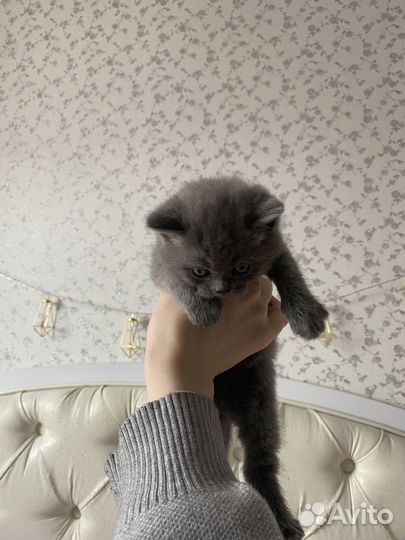 Шотландские котята
