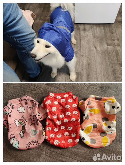 Одежда для животных