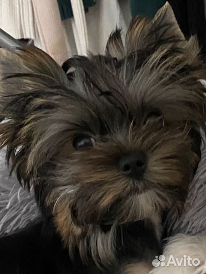 Мини йорк, с красивой мордочкой, курносым носиком