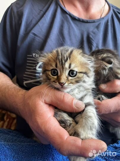 Котята вислоухие бесплатно