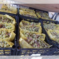 Виноград для вино