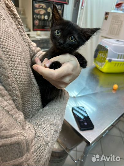 Котёнок