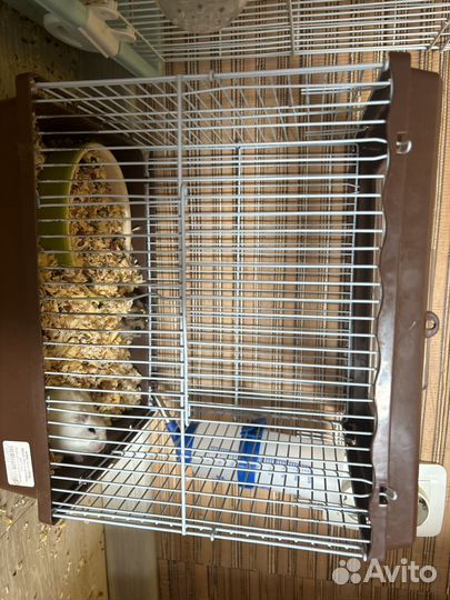 Два хомяка с клеткой