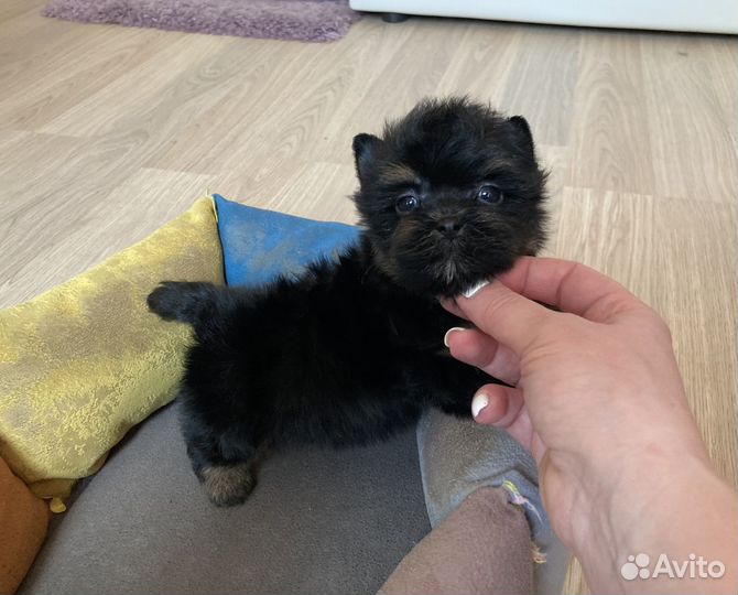 Йорк чёрный мини мальчик