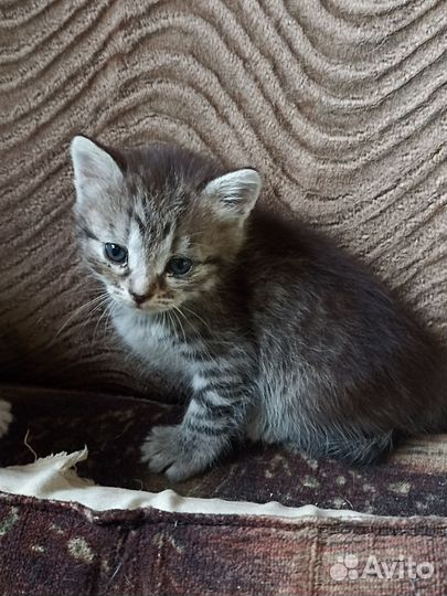 Британская кошка