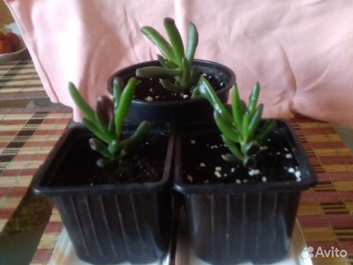 Толстянка Классика + Хоббит