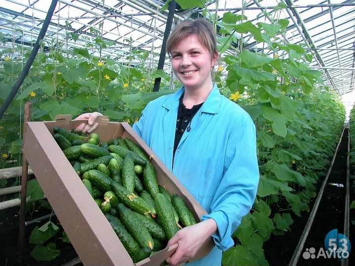 Фасовщик овощей (вахта). Смена 2970