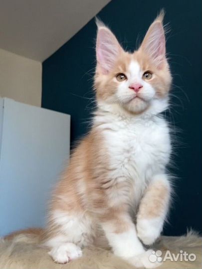 Котята мейн-кун