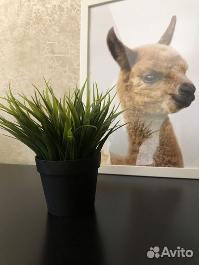 Интерьерные цветы