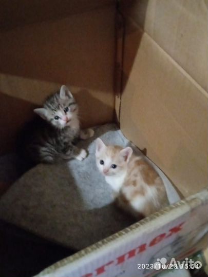 Котята в добрые руки