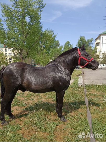 Продам лошадь