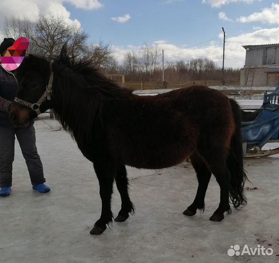 Пони, жеребчик