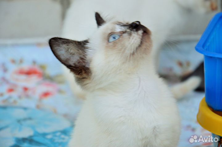 Котенок 3 месяца