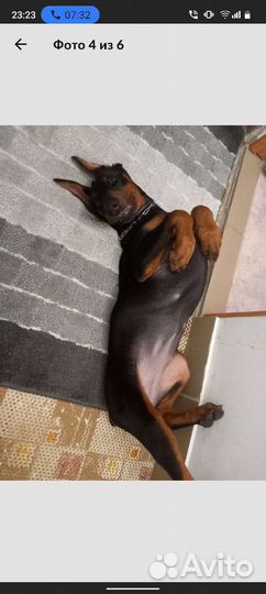 Доберман в добрые руки.Девочка 4 месяца