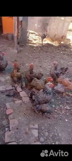 Куры и петухи брама