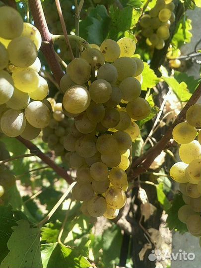 Виноград Белый технический Шардоне на вино