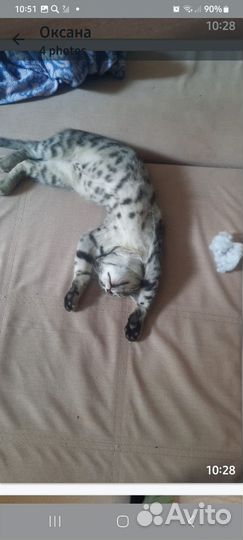 Котята в добрые руки мальчики