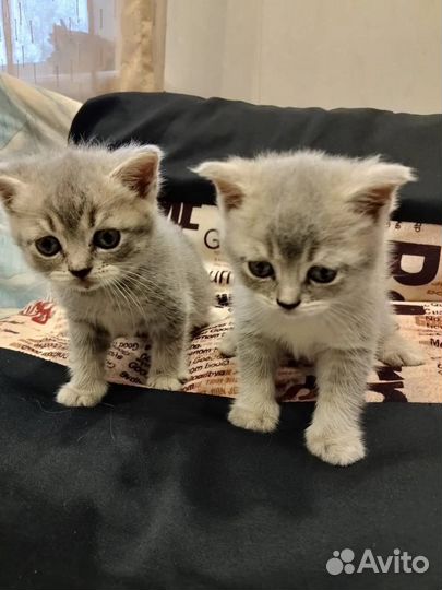 Британские котята
