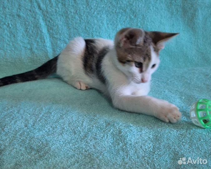Котëнок мальчик 2,5 месяца