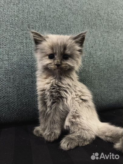 Котята мейн-кун